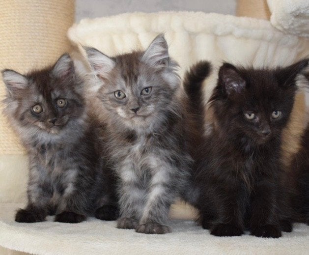 Maine Coon Kitten reinrassig, Meerdere dieren, Gechipt, 0 tot 2 jaar