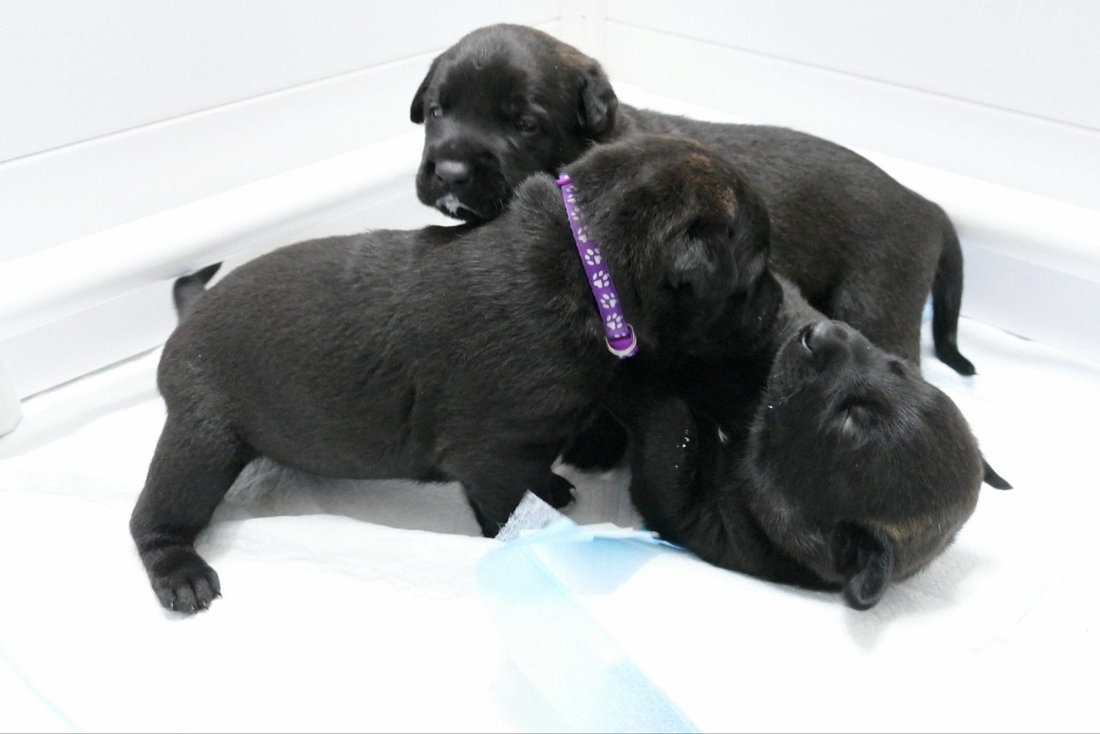 Hollandse herderpups, 8 tot 15 weken, Meerdere, Meerdere dieren, Herder
