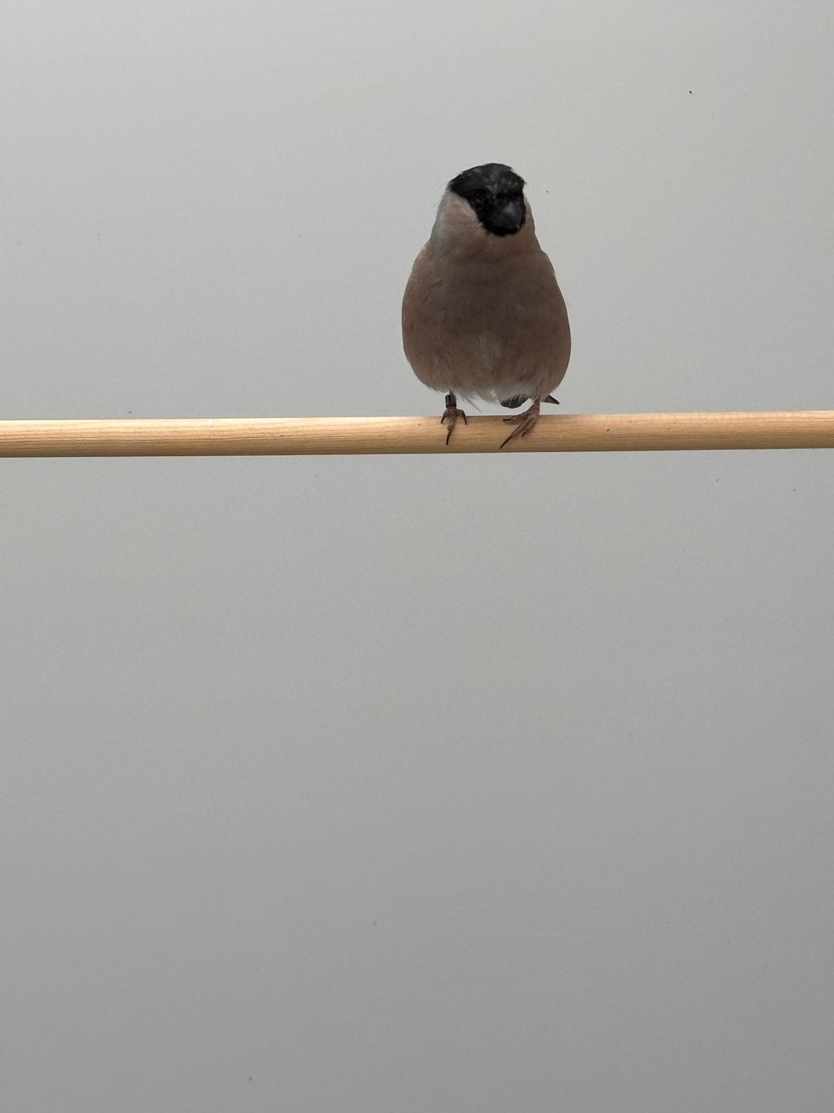 Noorse Goudvink pop, Dieren en Toebehoren, Vrouwelijk, Wildzangvogel