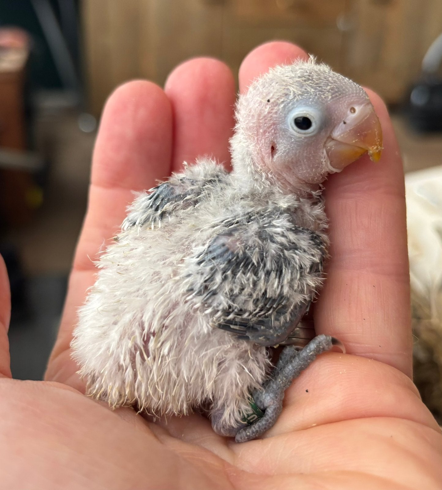 Jonge agapornis fischeri dwergpapegaaitjes, Geslacht onbekend, Dwergpapegaai of Agapornis
