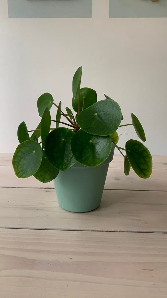 Mooie grote Pannenkoekplant (Pilea Peperomioides), Huis en Inrichting, Kamerplanten, Ophalen, Overige soorten, Halfschaduw, In pot
