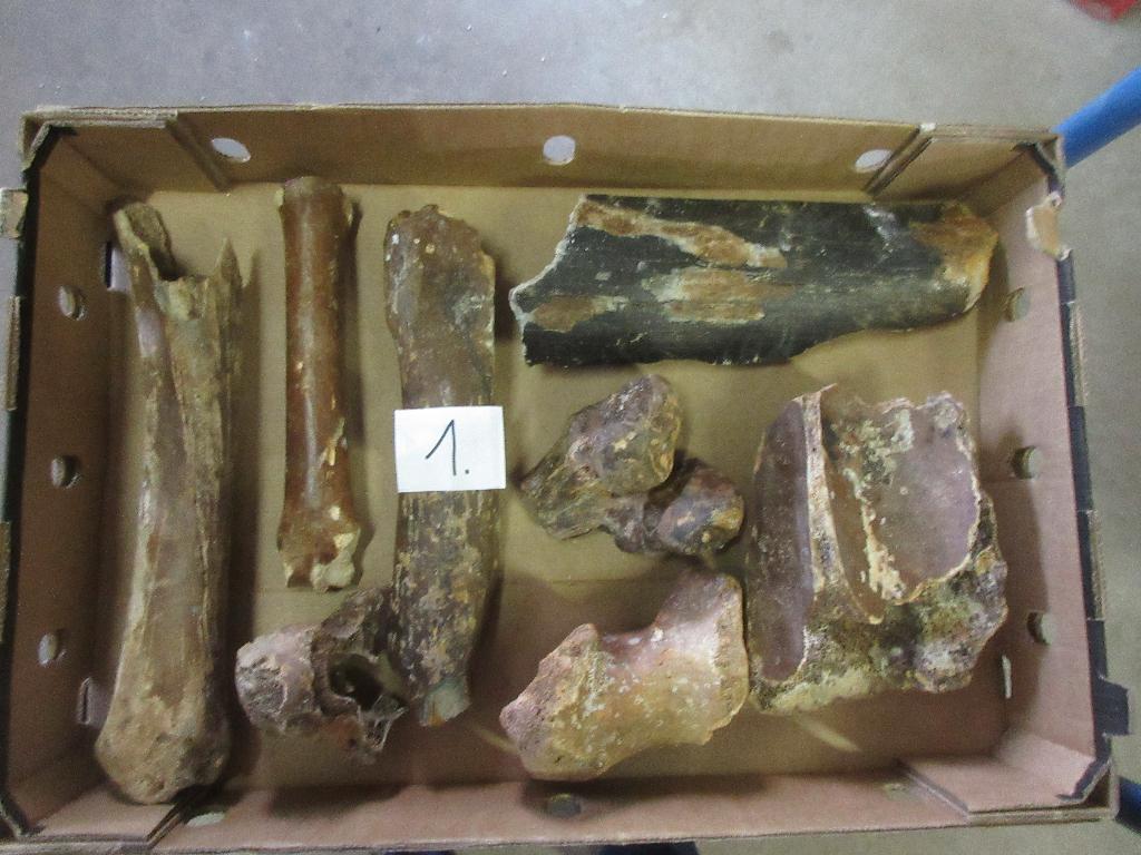 Fossielen, Verzamelen, Mineralen en Fossielen, Verzenden, Fossiel