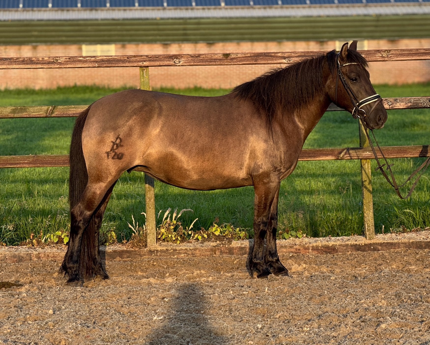 Ras zuivere unieke huzule kinderpony, Dieren en Toebehoren, Pony's, Merrie, B, 3 tot 6 jaar, Met stamboom