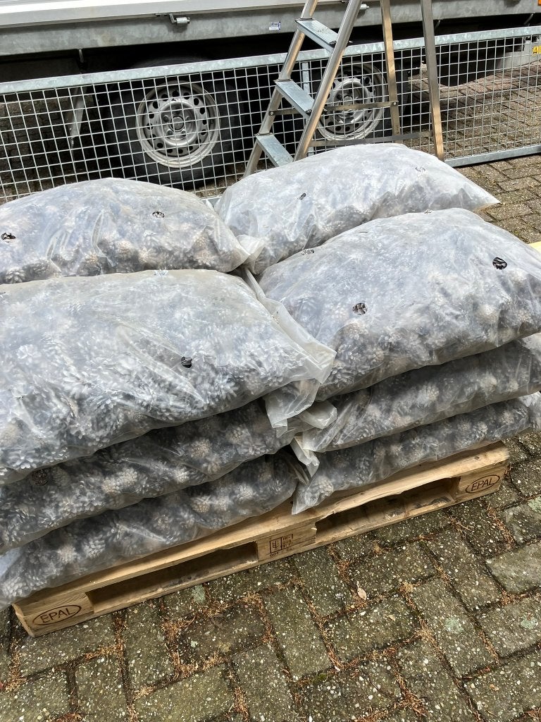 12 zakken dennenappels Sylvester con white wash, Diversen, Kerst, Ophalen, Nieuw