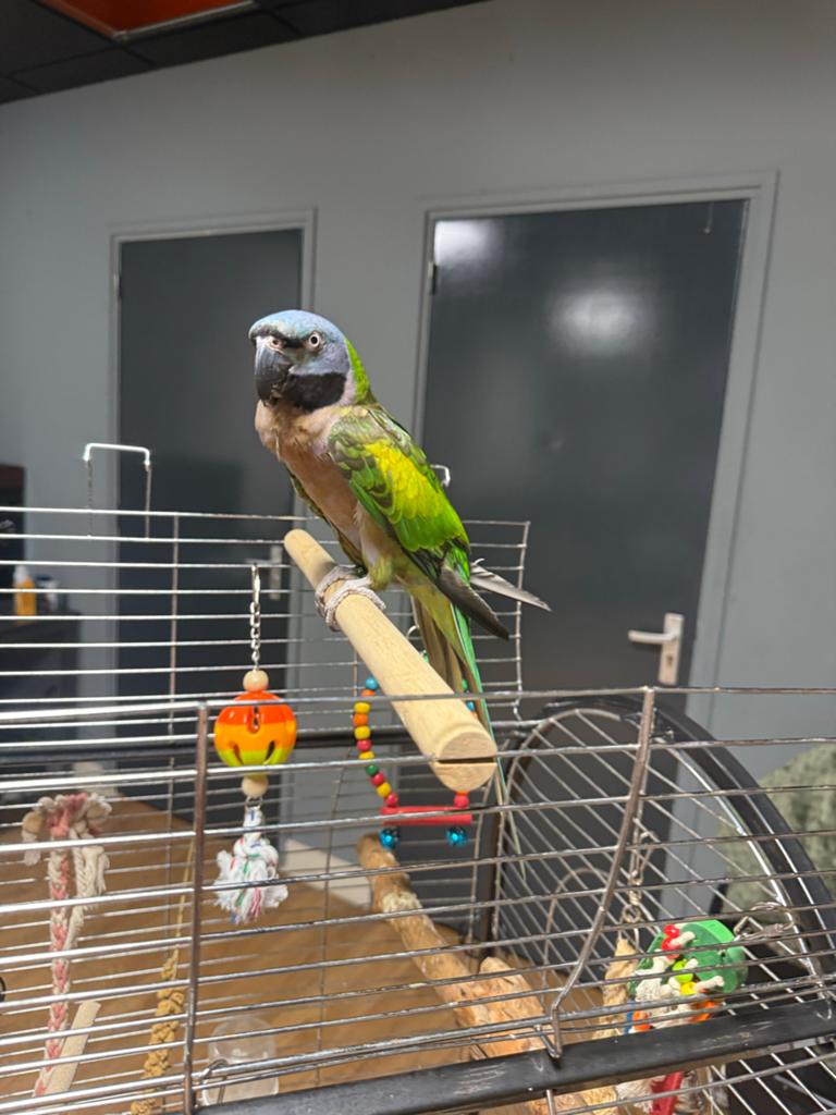Te koop Senegal papegaai, Mannelijk, Papegaai