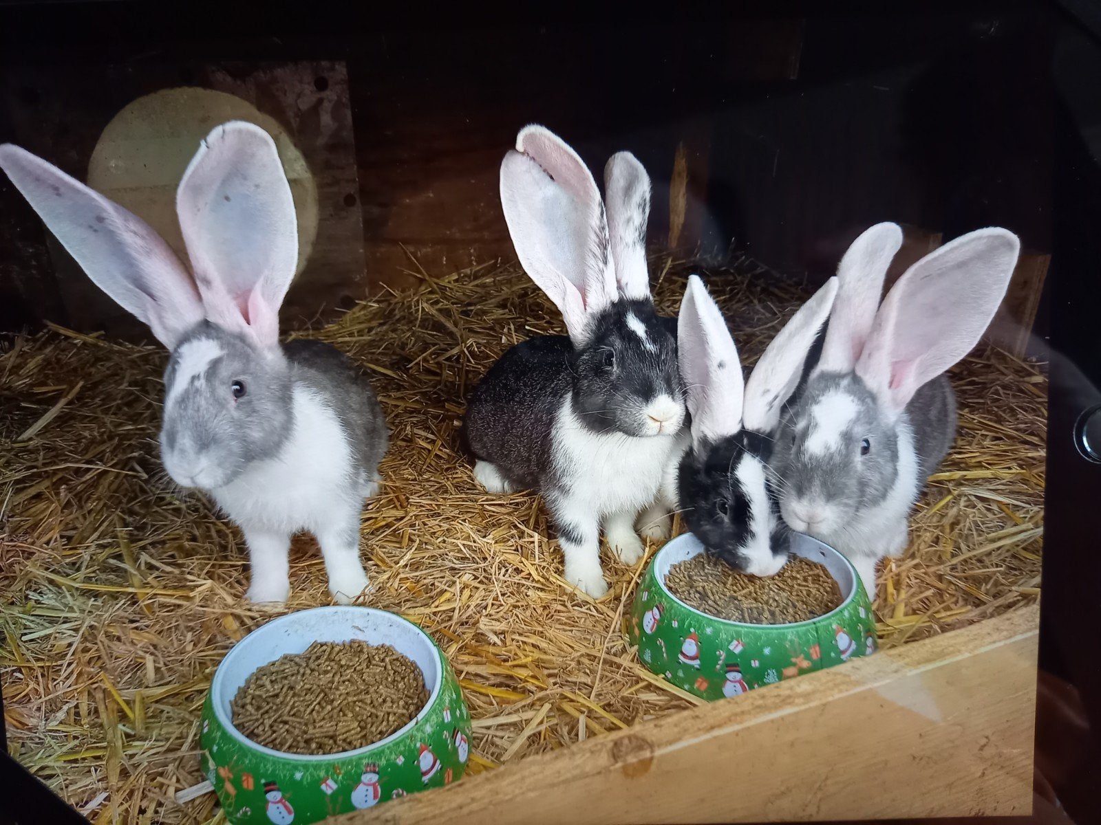 4 mannelijke Vlaamse/ Duitse reus konijnen, Dieren en Toebehoren, Mannelijk, Middelgroot