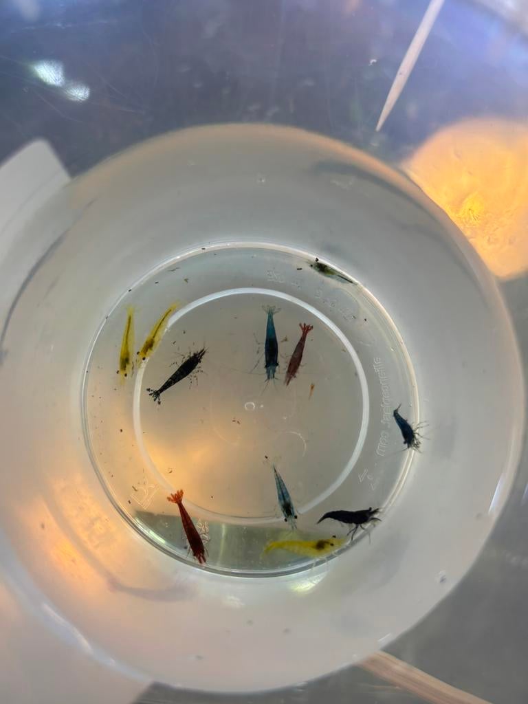 Garnaal mix, Dieren en Toebehoren, Kreeft, Krab of Garnaal