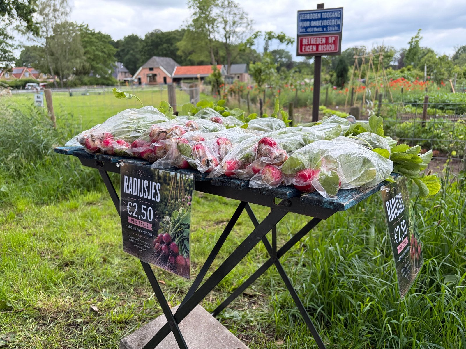 Verse, onbespoten radijsjes uit eigen moestuin, Ophalen, Nieuw