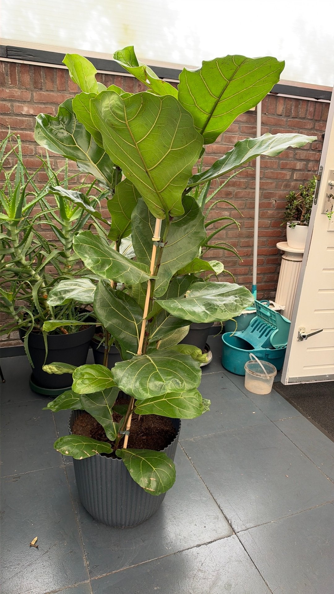Ficus Lyrata, Ophalen, Bloeit niet, Halfschaduw, Overige soorten