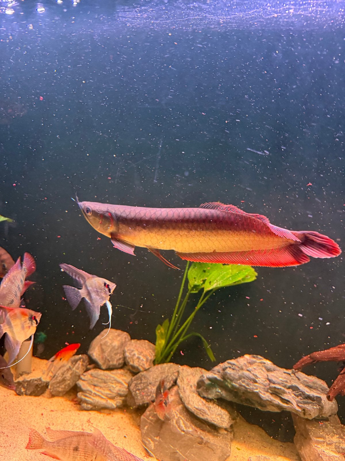 Mooie zilver arowana erg rode kleuren super gezond, Dieren en Toebehoren, Ophalen of Verzenden, Zo goed als nieuw, Leeg aquarium