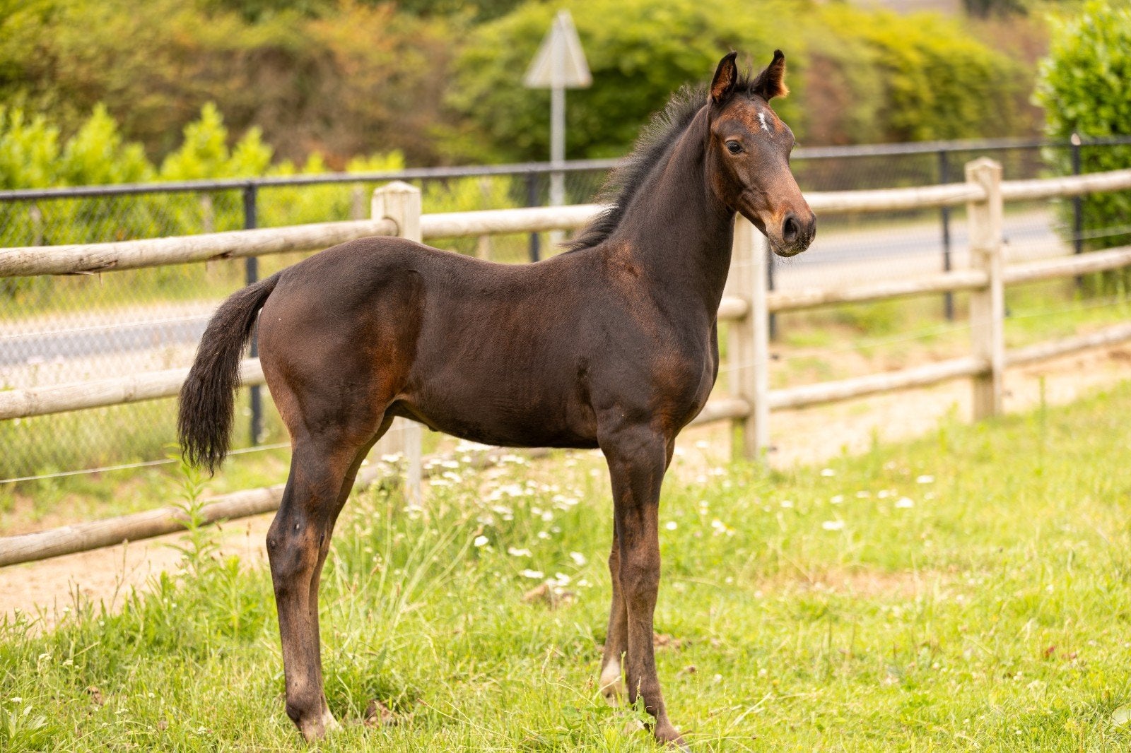 Knap springveulen van Grand Slam VDL, Dieren en Toebehoren, Hengst, Springpaard, Met stamboom, 0 tot 2 jaar