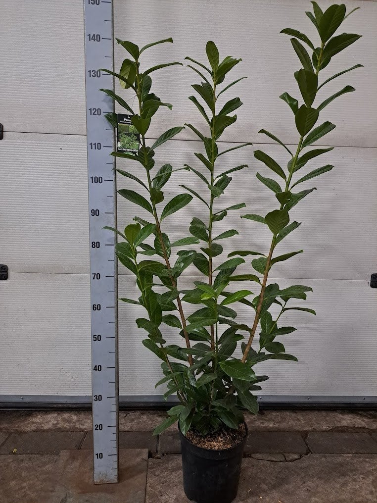 Laurier / Prunus 60-120 cm, Tuin en Terras, Ophalen, Laurier, Haag, 100 tot 250 cm