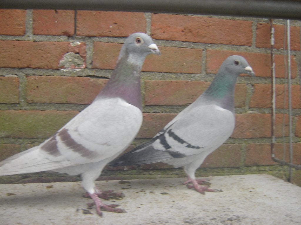 Kleur..duiven '', Dieren en Toebehoren, Vogels | Duiven, Meerdere dieren, Postduif