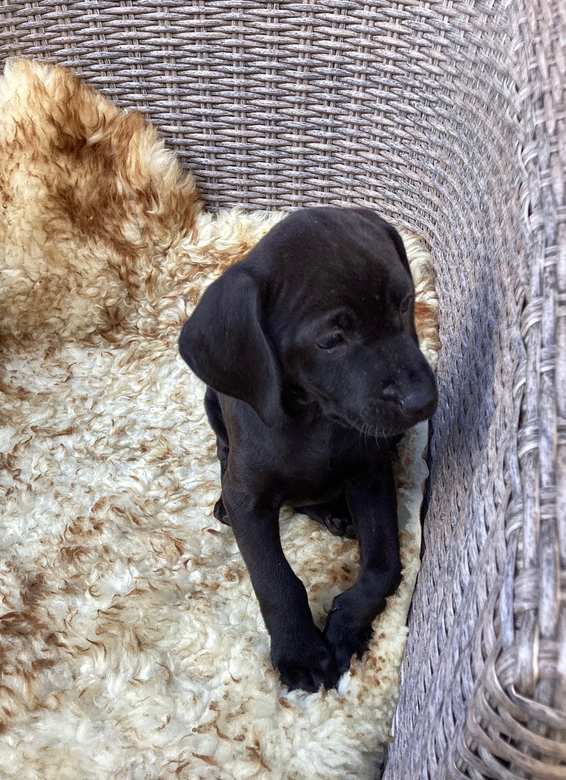 Vizsla kruising Labrador, puppy reu., Dieren en Toebehoren, 8 tot 15 weken, CDV (hondenziekte), Meerdere, Nederland