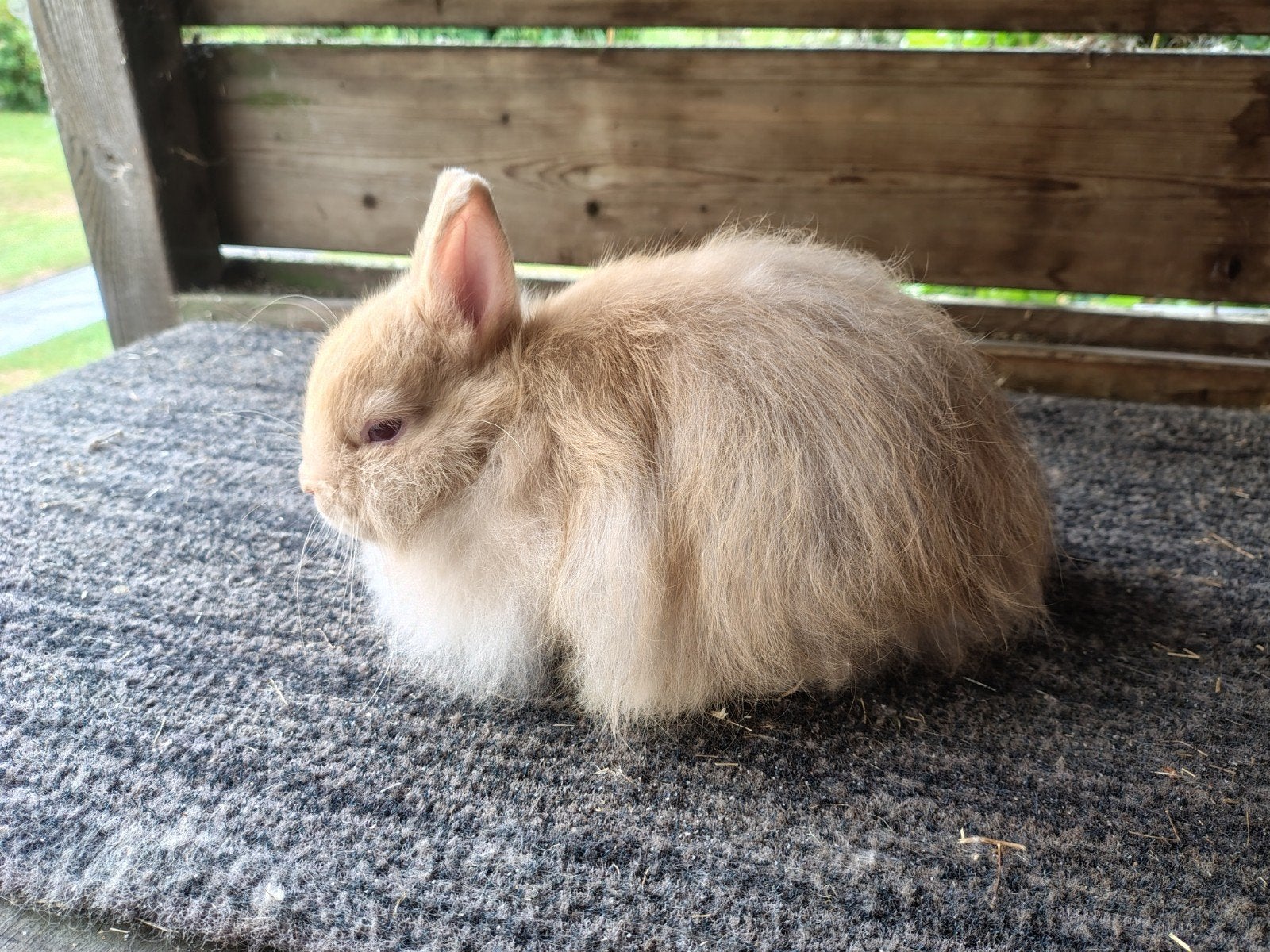 vosdwerg, Dieren en Toebehoren, Mannelijk, Dwerg