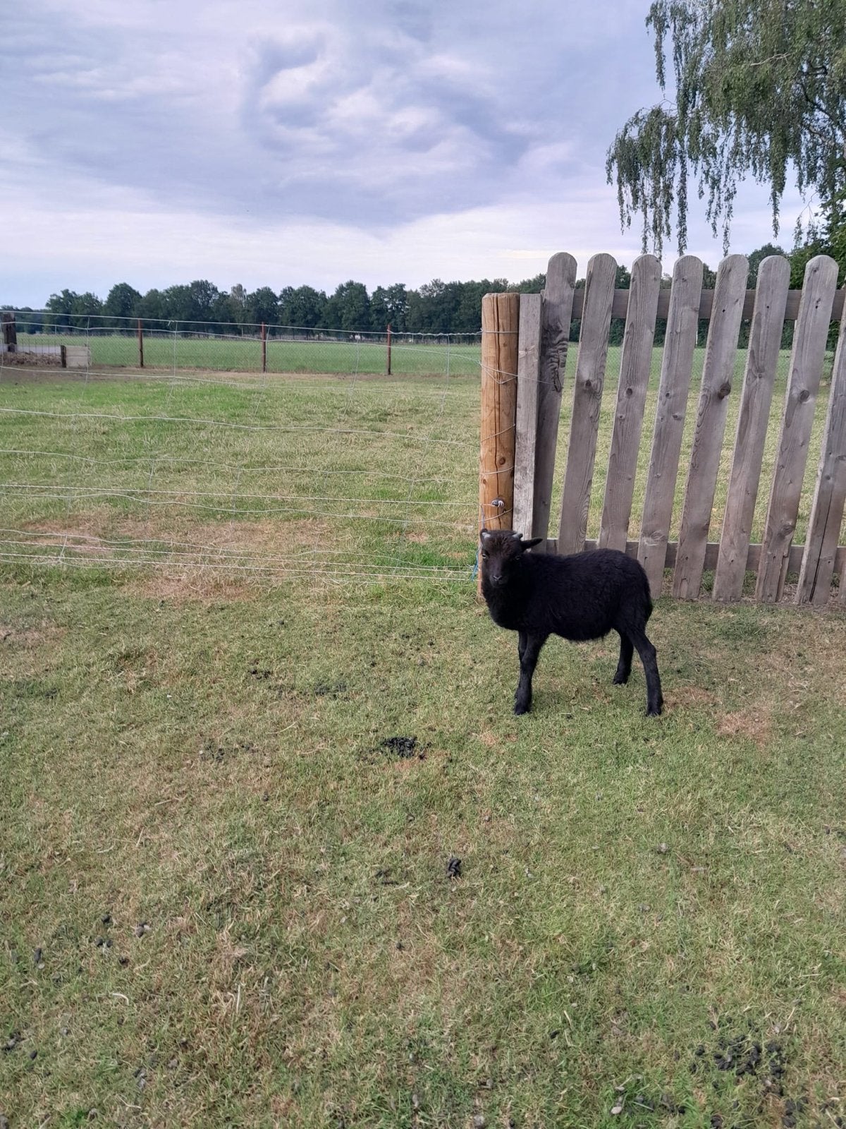 ouessant Ram 11 weken oud, Mannelijk, Schaap