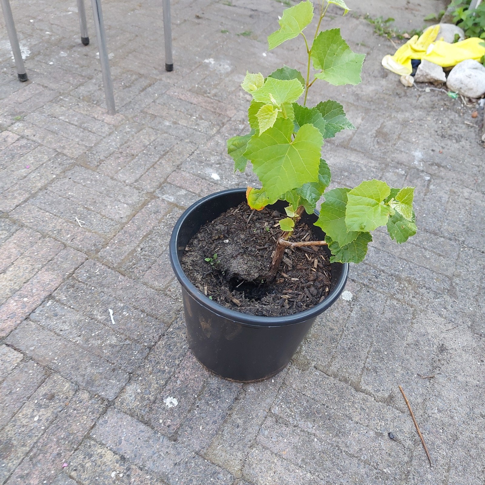 vijf druivenbomen vijf euro per stuk, Tuin en Terras, Ophalen, Minder dan 100 cm, Overige soorten, Zomer