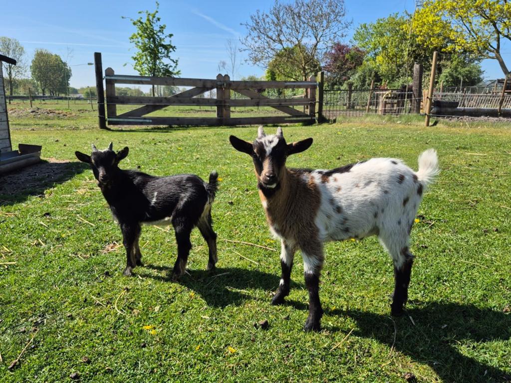 1 tam geitje & 2 leuke bokjes te koop!, Dieren en Toebehoren, Schapen, Geiten en Varkens, Geit, Meerdere dieren, 0 tot 2 jaar