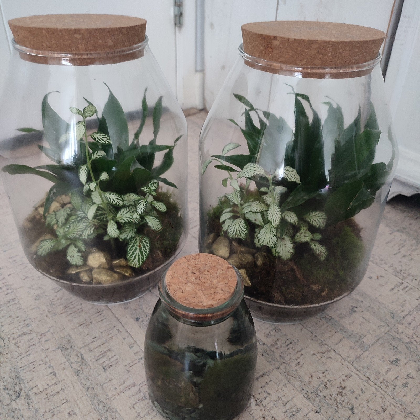 Onderhoudsvrije planten in glazen terrarium & mosbol, Ophalen, Overige soorten, Halfschaduw, Minder dan 100 cm