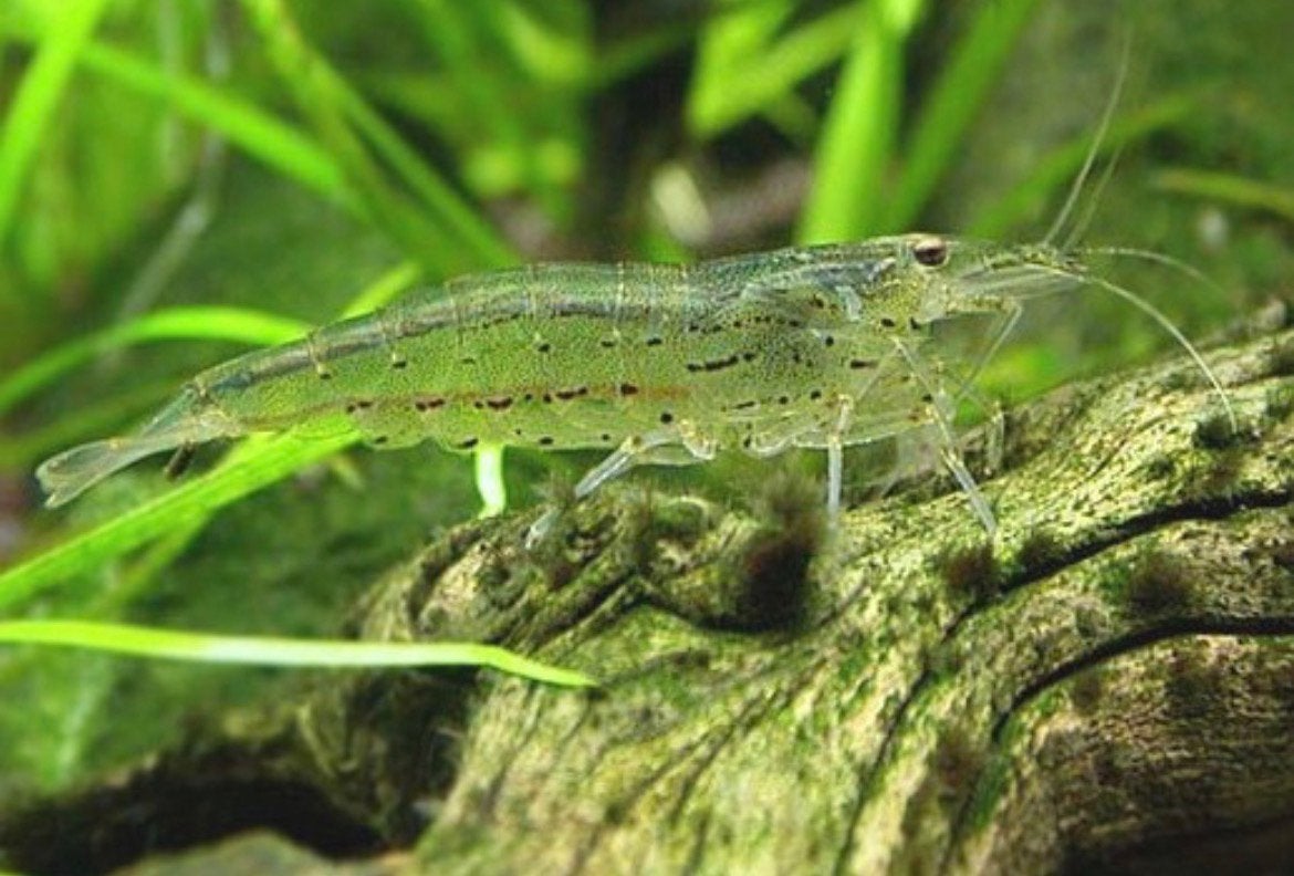 8 amanogarnalen/ japonicagarnalen aangeboden, Dieren en Toebehoren, Kreeft, Krab of Garnaal, Zoetwatervis