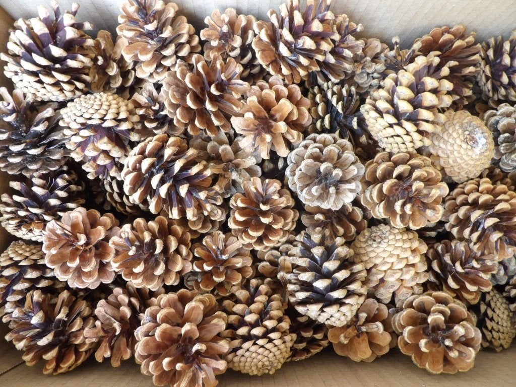 6 x 200 mooie droge natuurlijke DENNENAPPELS 6 cm ( K ), Hobby en Vrije tijd, Knutselen, Ophalen of Verzenden, Nieuw
