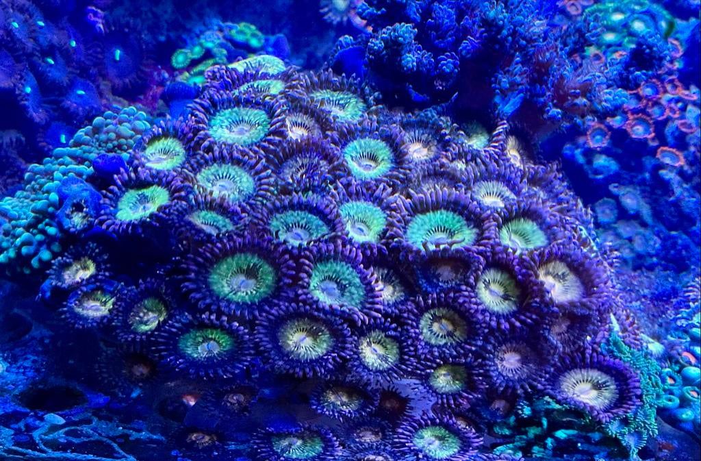 Zoanthus tekoop, Dieren en Toebehoren, Vis