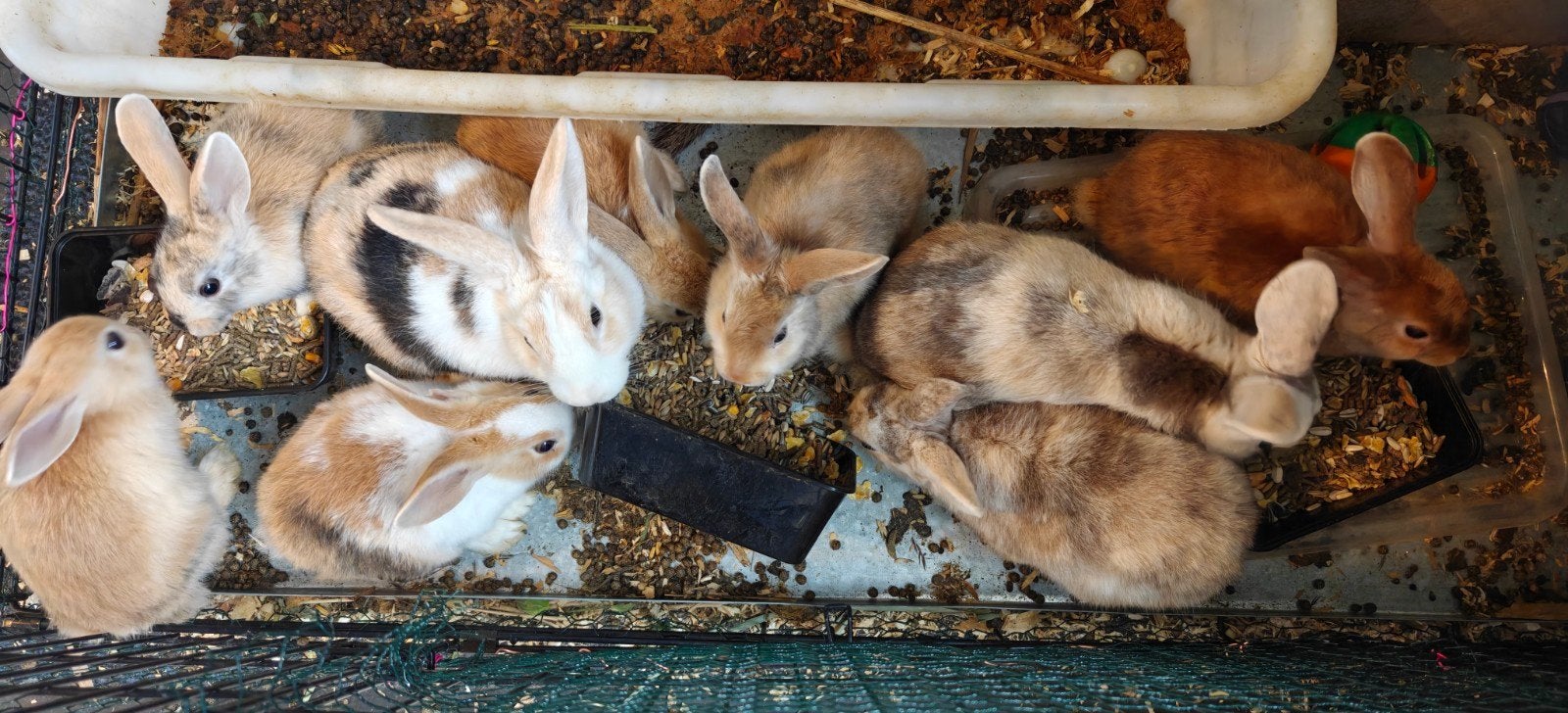 Konijnen (Rabbits), Dieren en Toebehoren, Meerdere dieren, Dwerg