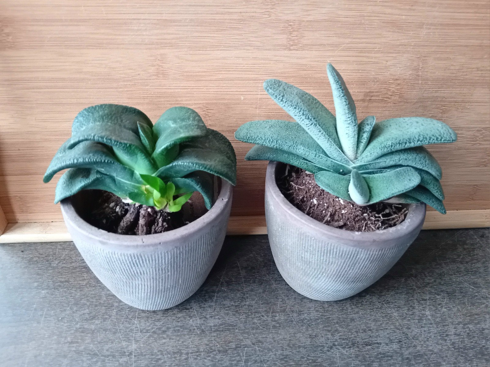 2 gasteria 15-20cm, Ophalen, Vetplant, Halfschaduw, In pot