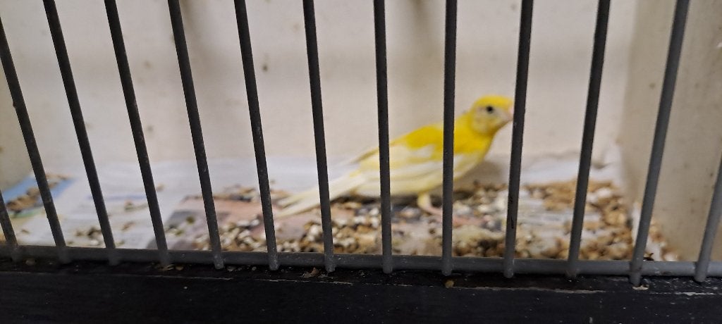 Raza Espanjol  (zangkanarie), Dieren en Toebehoren, Vogels | Kanaries, Mannelijk, Zangkanarie