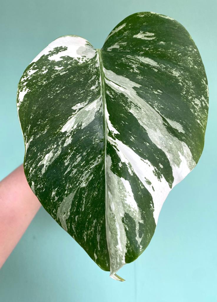 Topkwaliteit, witte Monstera Albo Variegata stek, Huis en Inrichting, Kamerplanten, Ophalen, Halfschaduw, Minder dan 100 cm