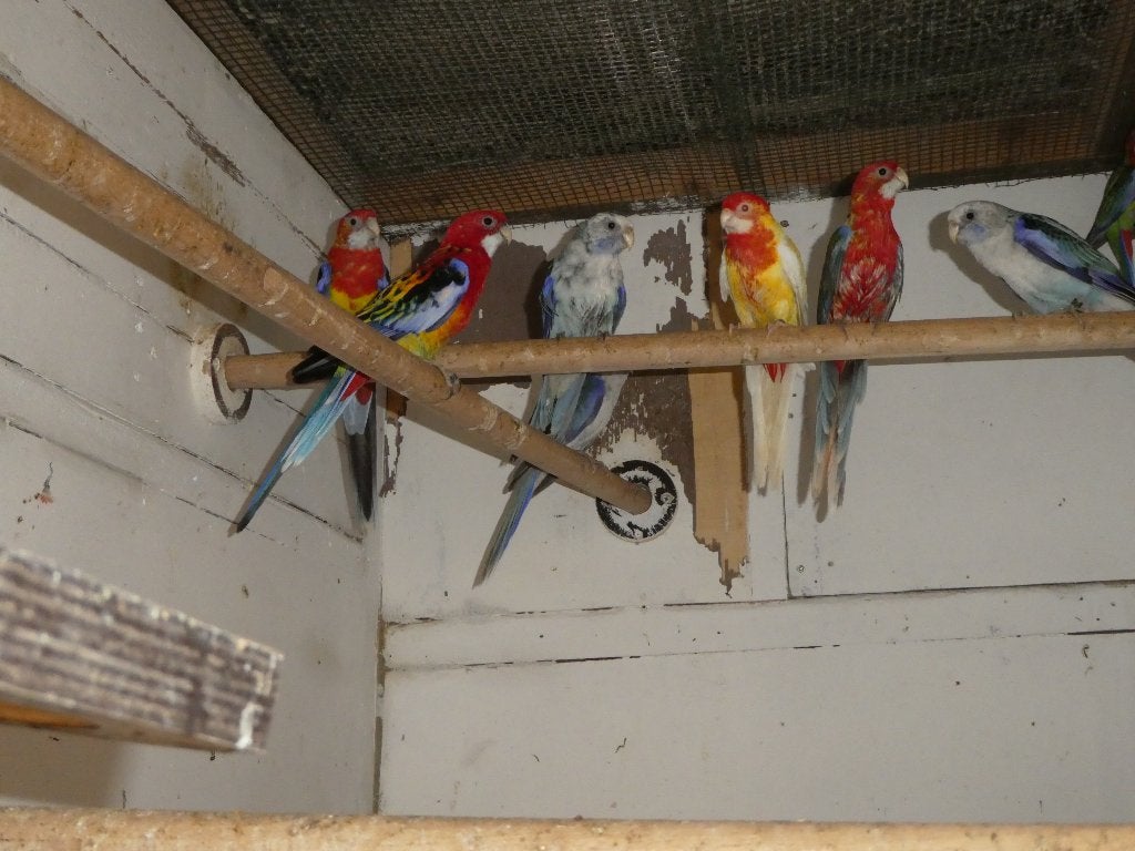 rosella parkieten, Dieren en Toebehoren, Vogels | Parkieten en Papegaaien, Meerdere dieren, Parkiet, Geringd