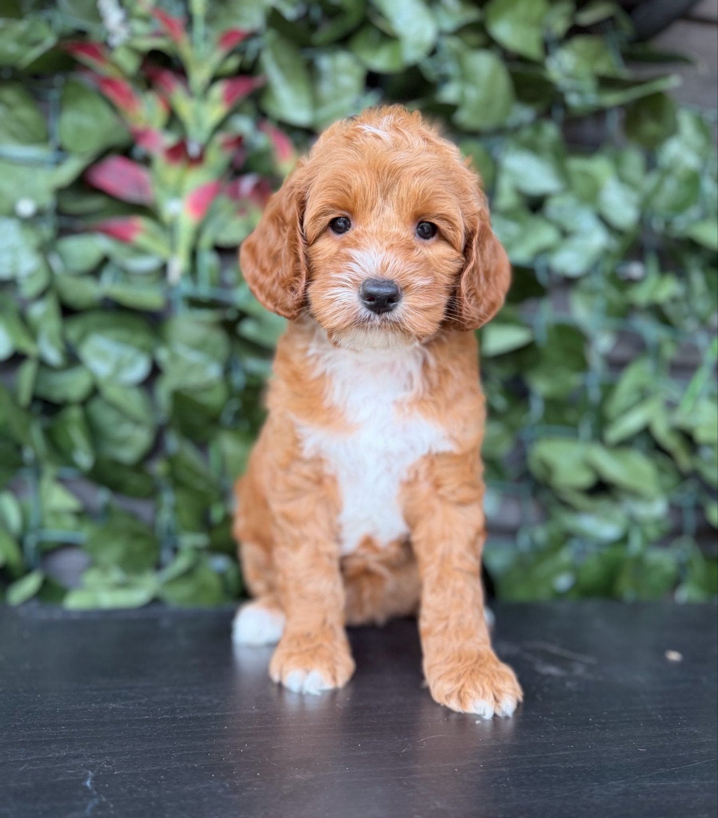 Australian labradoodle teefje zoekt gastgezin, Overige rassen, 8 tot 15 weken, Teef, Eén hond