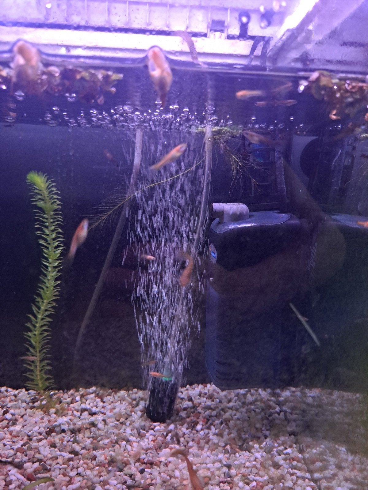 Guppen te koop, Dieren en Toebehoren, Vis, Zoetwatervis, Schoolvis