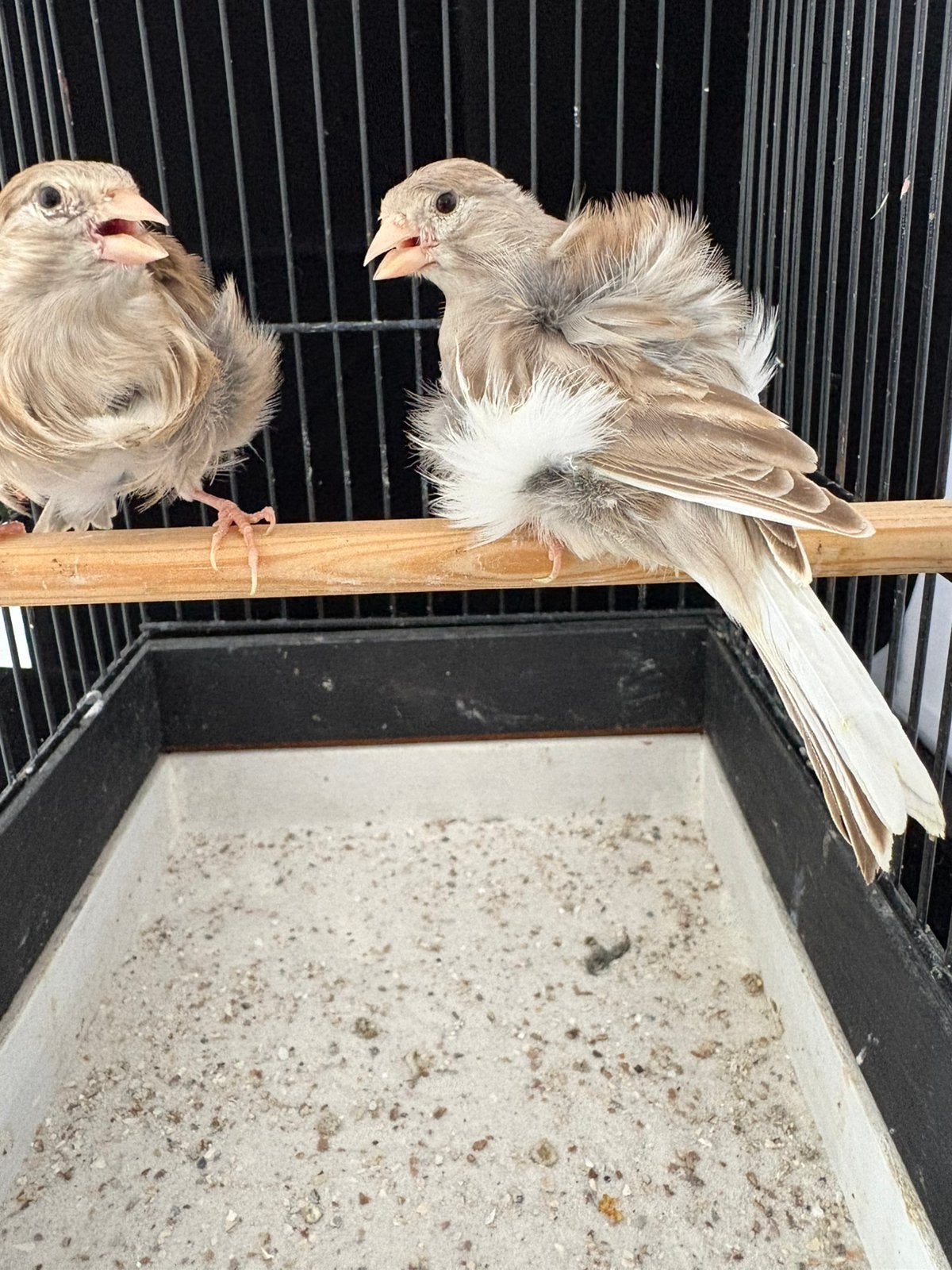 Fiorino, Dieren en Toebehoren, Meerdere dieren, Postuurkanarie