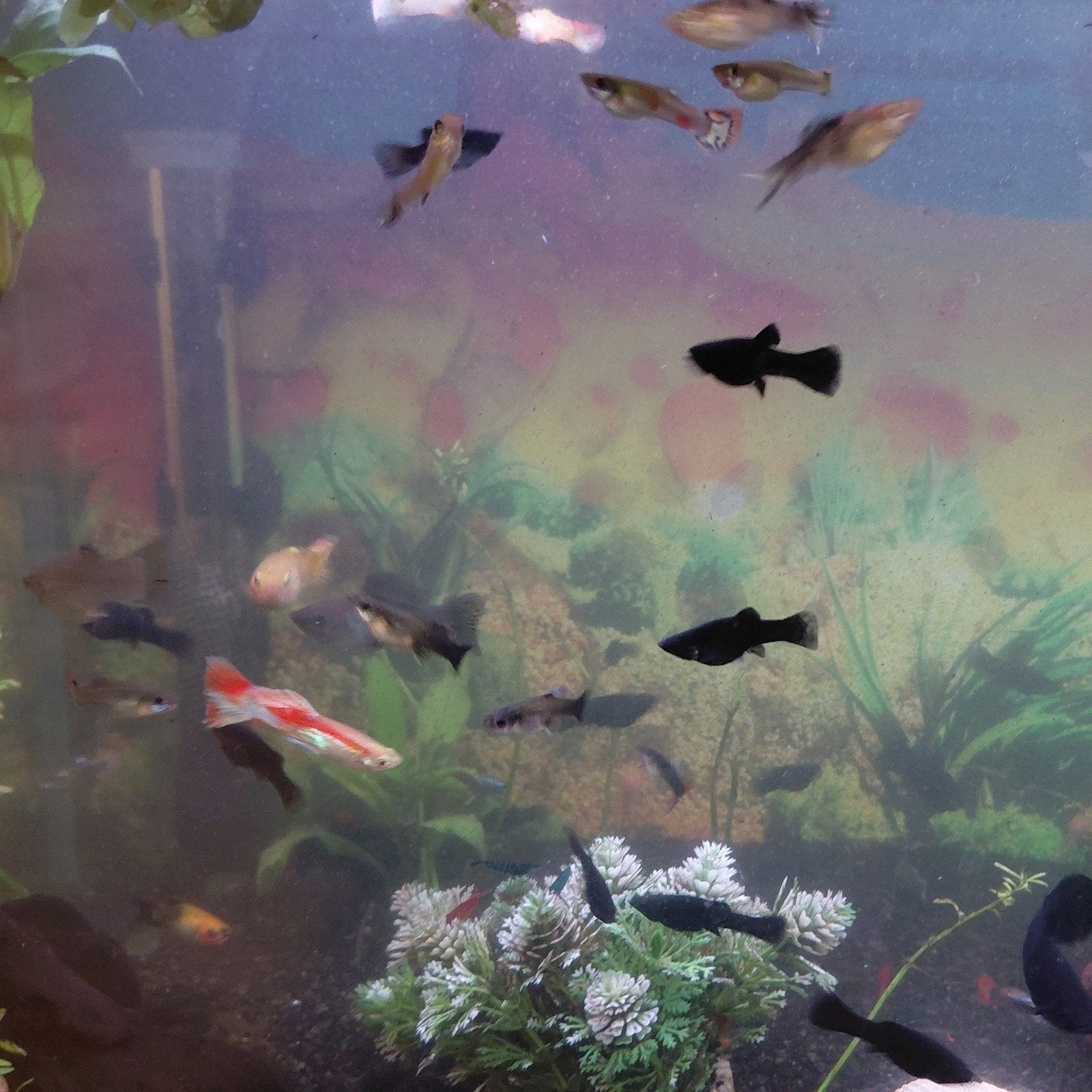Vissen te koop!(Molly's, platy's en guppen) | NIEUWE PRIJZEN, Dieren en Toebehoren, Vissen | Aquariumvissen, Vis, Zoetwatervis