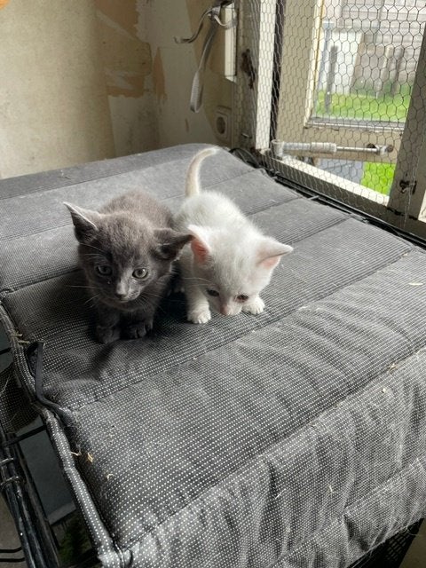 leuke lieve kittens, Dieren en Toebehoren, Meerdere dieren, 0 tot 2 jaar