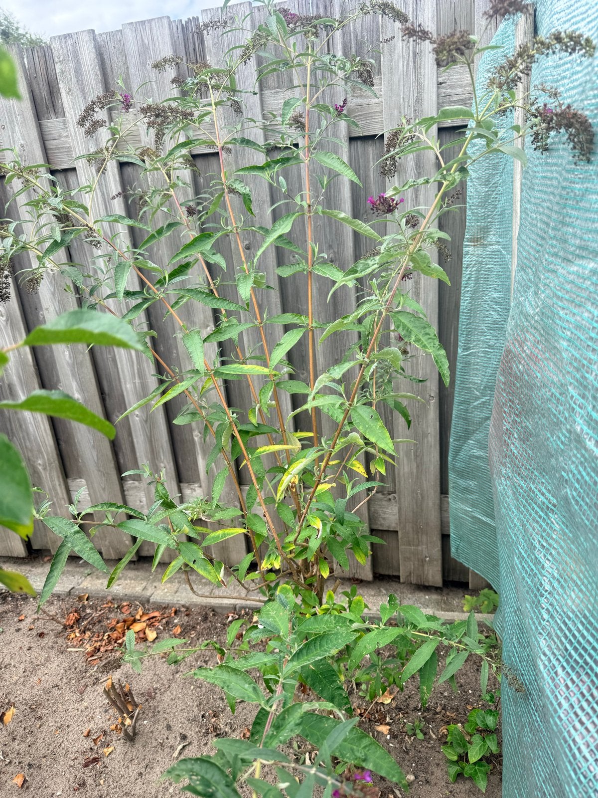 Vlinderstruik (Buddleja davidii) - trekt vlinders aan, Overige soorten, Volle zon, Vaste plant, Ophalen of Verzenden