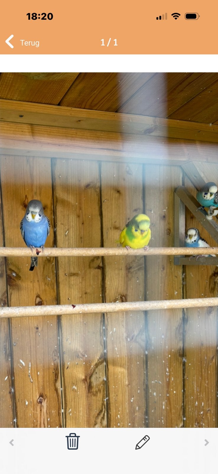 Parkieten van dit jaar, Meerdere dieren