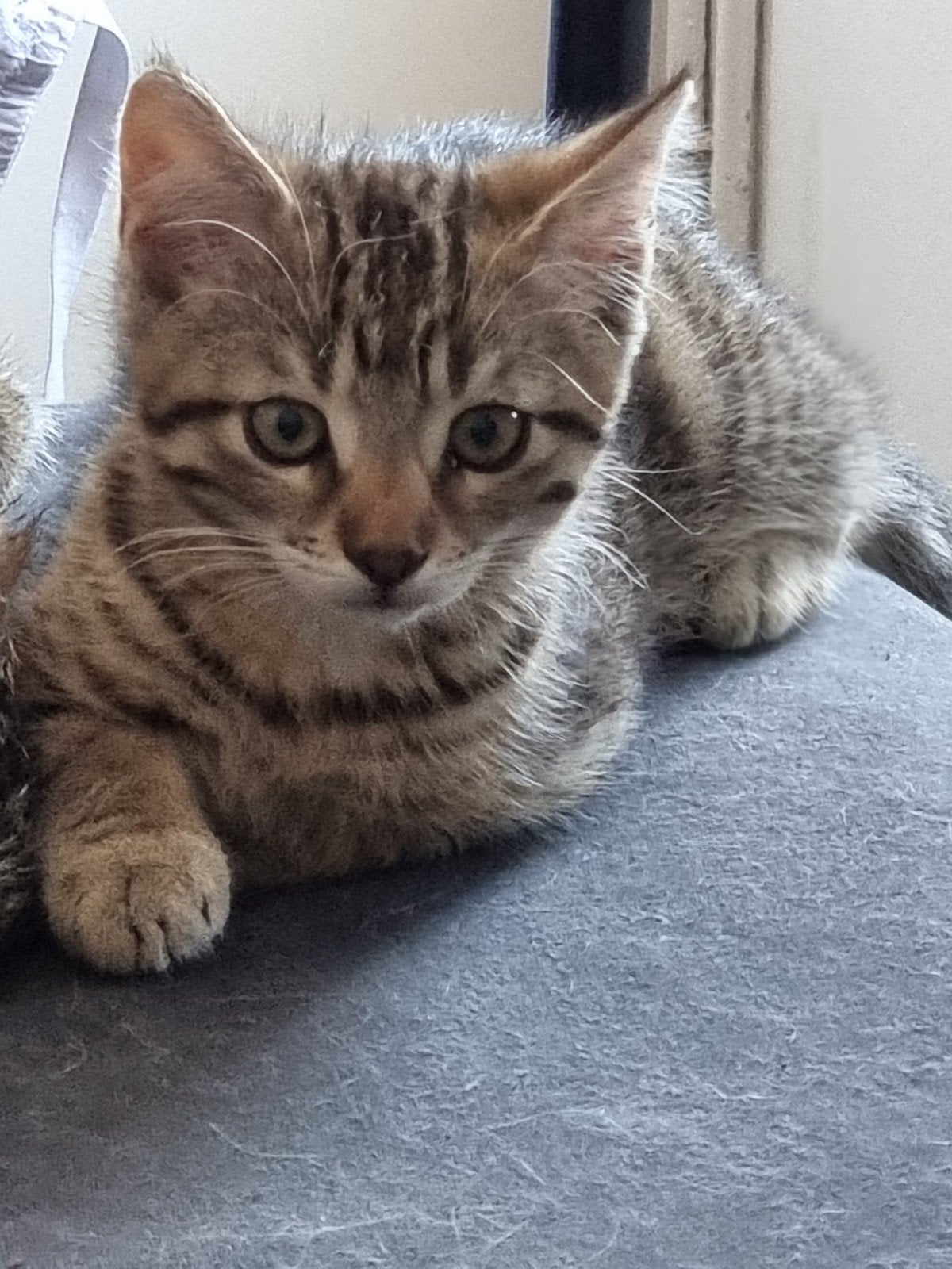 Katertje, Kater
