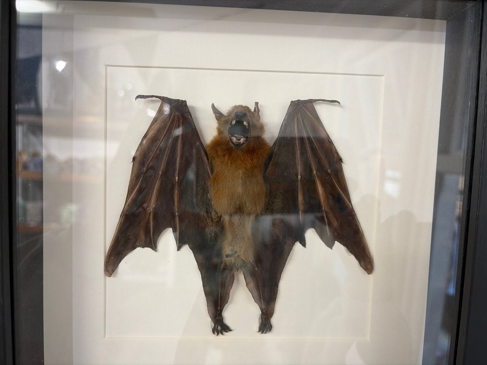 Opgezette Vleermuis in Lijst - Uniek Decoratiestuk, Verzamelen, Ophalen of Verzenden, Nieuw, Wild dier, Opgezet dier