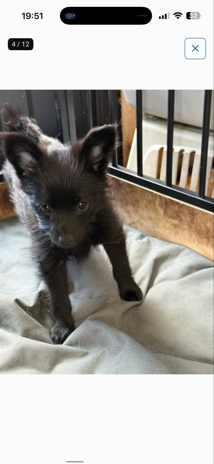 Pomeriaan pups 2 x reu en 1 x teef, Dieren en Toebehoren, Honden | Niet-rashonden, 8 tot 15 weken, Parvo, Meerdere, Meerdere dieren