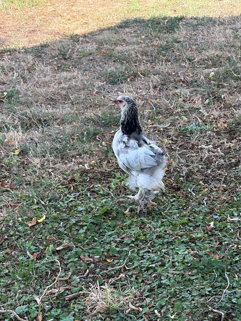 Kuikens brama, Meerdere dieren, Kip