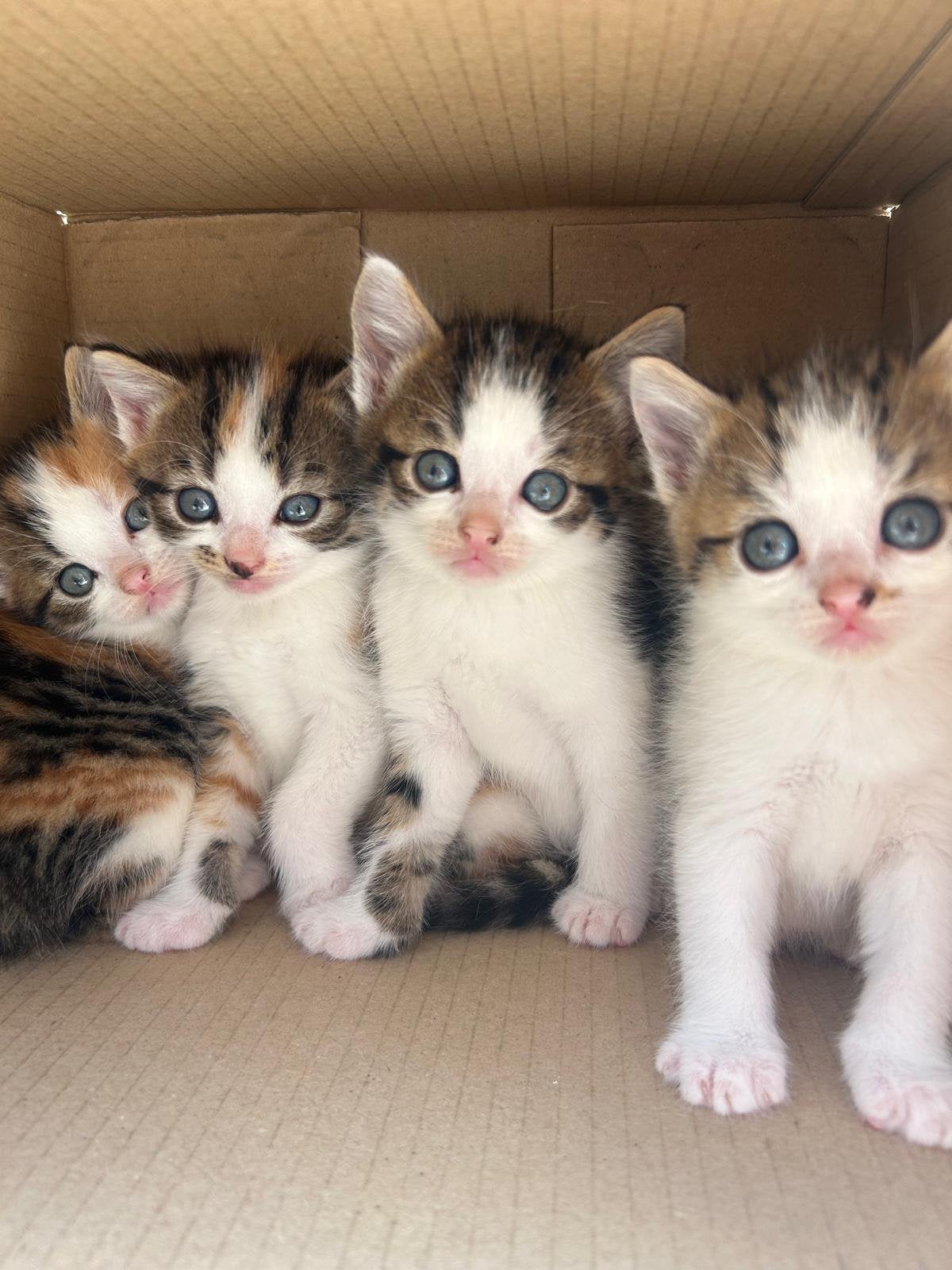 Lieve boerderijkittens te koop!, Dieren en Toebehoren, Katten en Kittens | Raskatten | Langhaar, Meerdere dieren