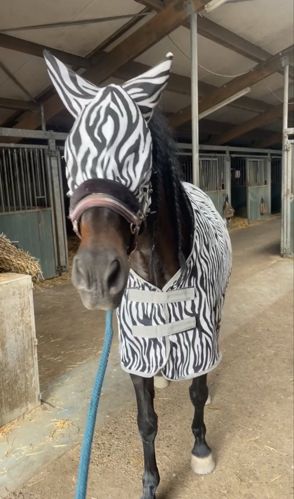 Vliegendeken + masker, Dieren en Toebehoren, Ophalen of Verzenden, Zo goed als nieuw, Dressuur