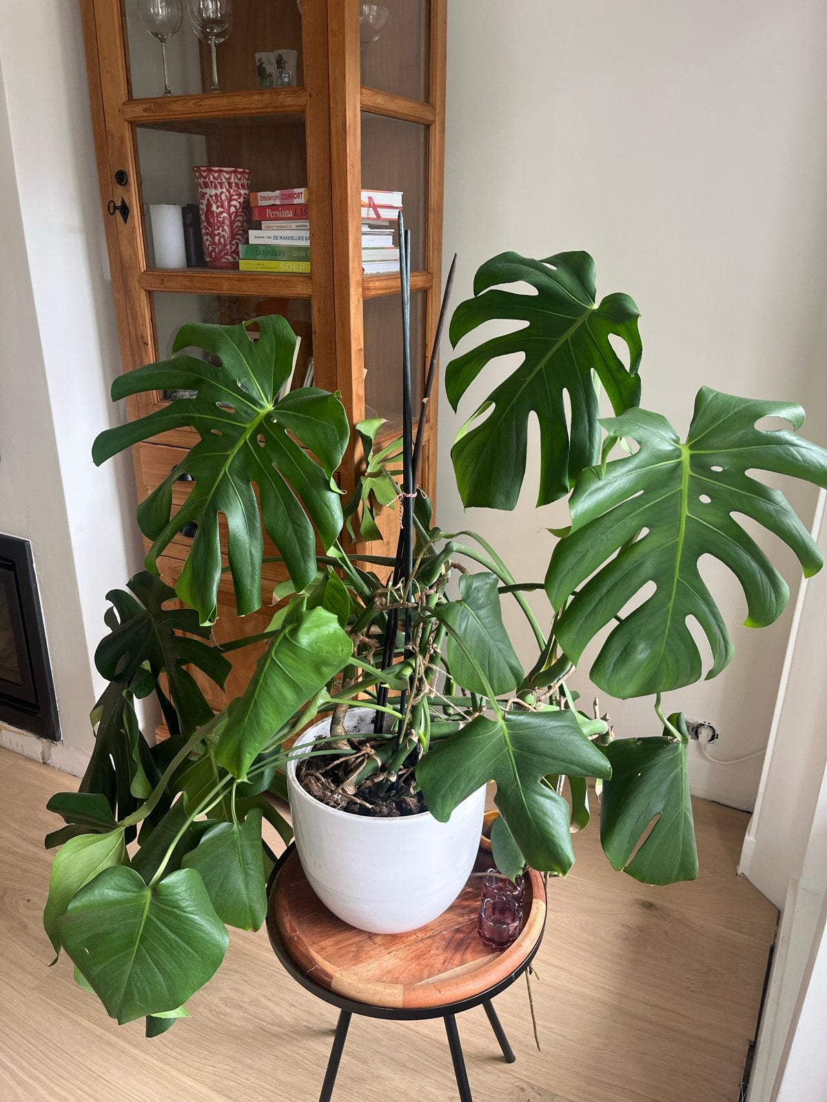 Grote Monstera Deliciosa in witte pot, Ophalen, 100 tot 150 cm, Overige soorten, Halfschaduw