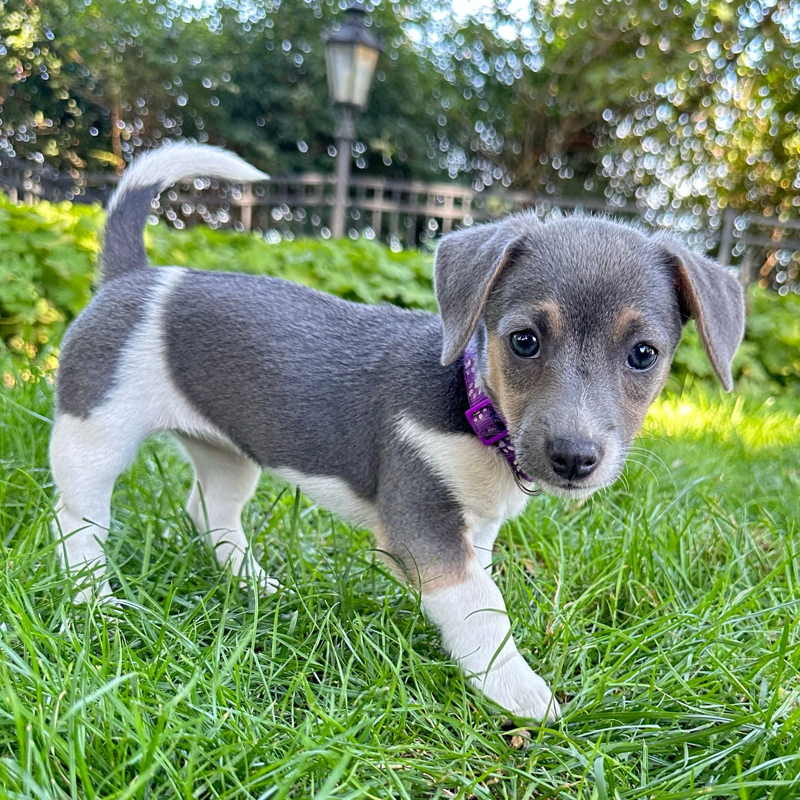 Laagbenige Blauwe Jack Russell Teefje, Tricolor Blue, Parvo, Jack Russell Terriër, 8 tot 15 weken, Teef