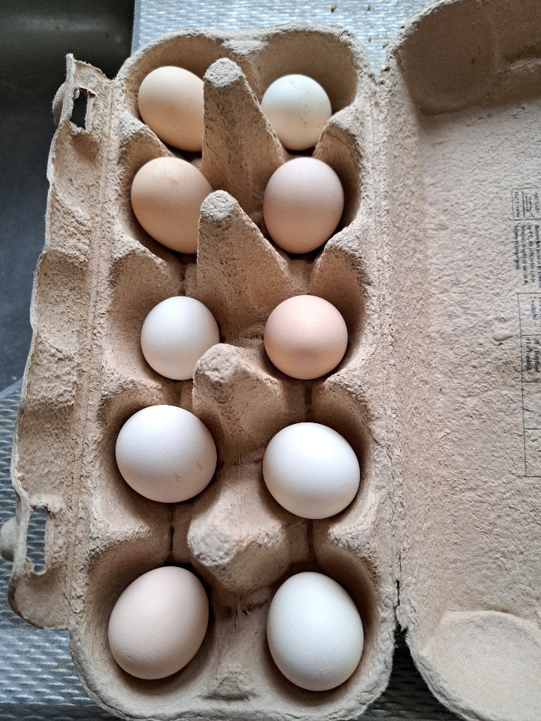 Serama broedeieren, Dieren en Toebehoren, Geslacht onbekend, Kip