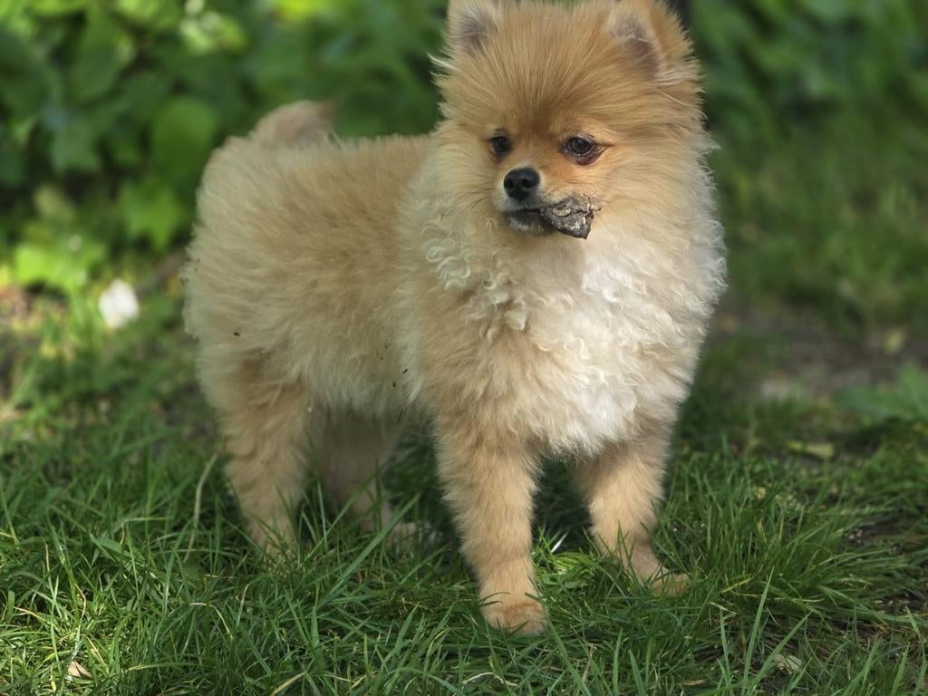 Pomeriaan pups, Parvo, Particulier, 15 weken tot 1 jaar, Reu