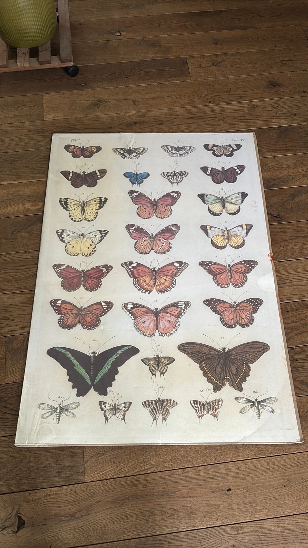 Vlinder poster- IKEA 70 x 100 cm, Ophalen of Verzenden, Zo goed als nieuw, Foto of Poster, 75 cm of meer