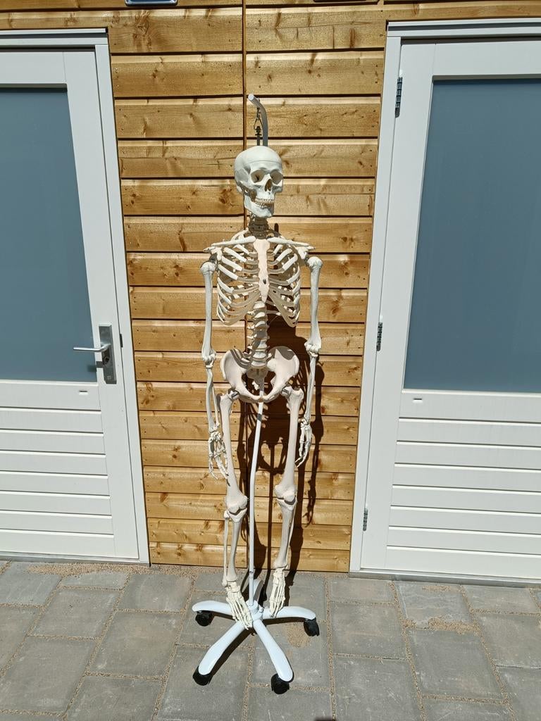 3B Scientific Stan anatomisch skelet, Ophalen, Zo goed als nieuw